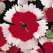 Dianthus 'Valentine' (22/03/2016)  added by Shoot)