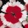Dianthus 'Valentine' (22/03/2016)  added by Shoot)