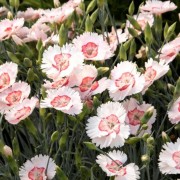  (28/07/2020) Dianthus 'Tequila Sunrise' added by Shoot)