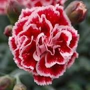 Dianthus 'Sugar Plum' (Scent First Series)  (22/03/2016)  added by Shoot)