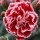 Dianthus 'Sugar Plum' (Scent First Series)  (22/03/2016)  added by Shoot)