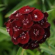 Dianthus 'Sweet Black Cherry' (22/03/2016)  added by Shoot)