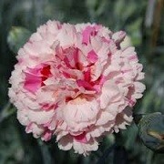 Dianthus 'Bailey's Celebration' (22/03/2016)  added by Shoot)