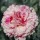 Dianthus 'Bailey's Celebration' (22/03/2016)  added by Shoot)