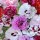 Dianthus Scents of Summer Mix (22/03/2016)  added by Shoot)