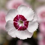 Dianthus 'Dixie Red White Bicolour' (22/03/2016)  added by Shoot)