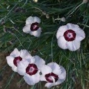 Dianthus 'Tudor' (22/03/2016)  added by Shoot)