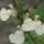 Salvia x jamensis 'Heatwave Glimmer' (22/03/2016)  added by Shoot)