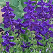 Salvia viridis 'Blue' 