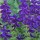 Salvia viridis 'Blue'  (23/03/2016)  added by Shoot)
