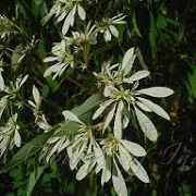Euphorbia 'Stardust Super Flash'