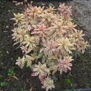 Euphorbia amygdaloides 'Frosted Flame' (23/03/2016)  added by Shoot)