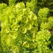 Euphorbia characias subsp. wulfenii 'Lambrook Gold' (23/03/2016)  added by Shoot)