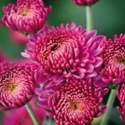 Chrysanthemum Jewel Collection