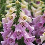 Digitalis purpurea 'Camelot Lavender' (Camelot Series) (23/03/2016)  added by Shoot)