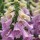 Digitalis purpurea 'Camelot Lavender' (Camelot Series) (23/03/2016)  added by Shoot)