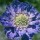 Scabiosa caucasica House's Hybrids (23/03/2016)  added by Shoot)