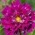 Cosmos bipinnatus 'Double Click Cranberries' (23/03/2016)  added by Shoot)