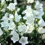 Campanula persicifolia 'White Bell'