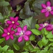 Clematis 'Grandiflora Sanguinea' (23/03/2016)  added by Shoot)