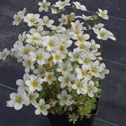 Saxifraga 'Touran Early Lime' (x arendsii) (23/03/2016)  added by Shoot)