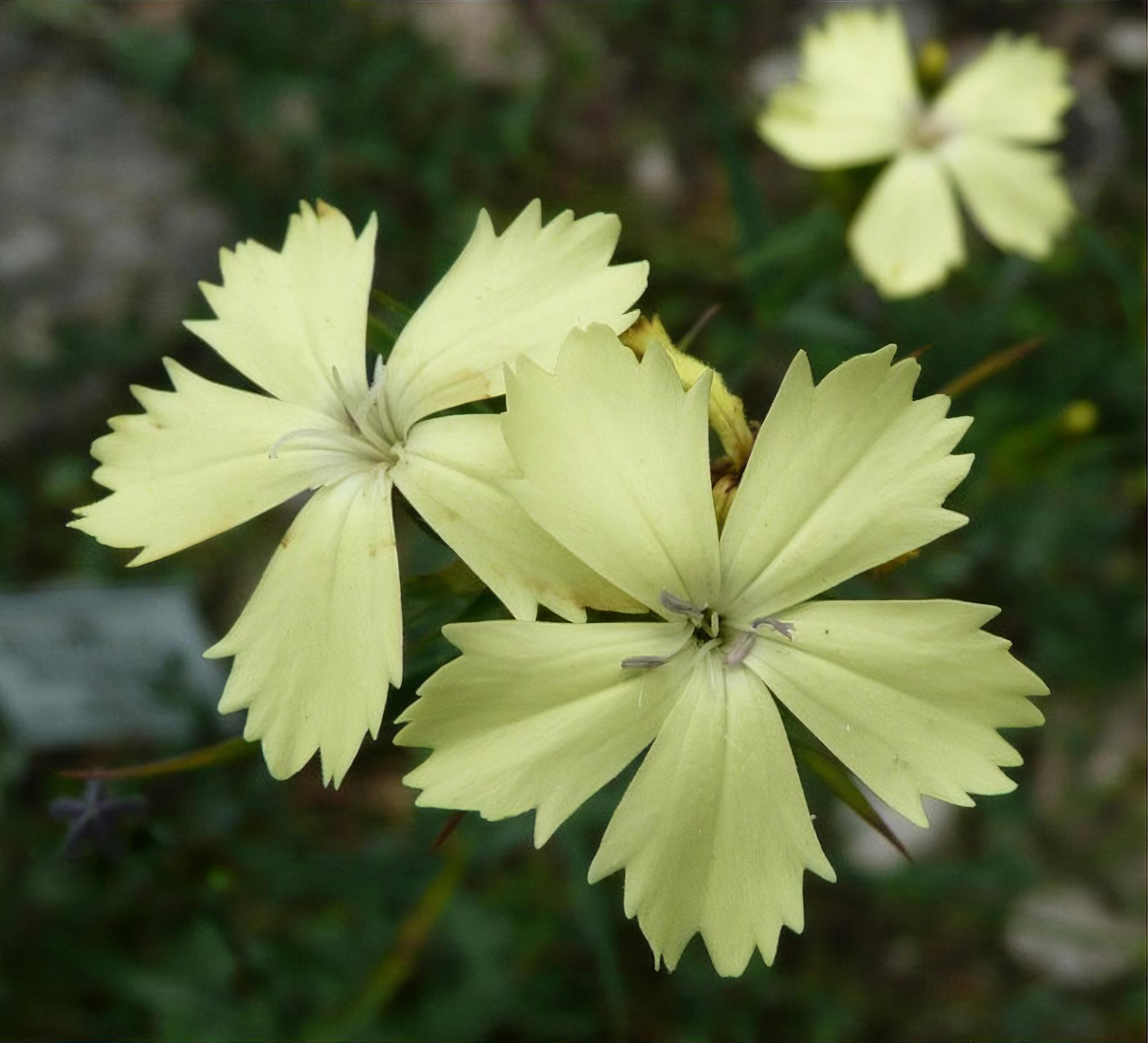 Dianthus knappii