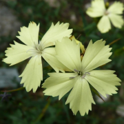 Dianthus knappii (Yellow dianthus) (04/05/2018) Dianthus knappii added by Shoot)