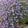 Aubrieta x cultorum  (03/05/2017) Aubrieta x cultorum (any variety) added by Shoot)