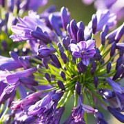 Agapanthus 'Purple Delight' Added by Judy Shardlow