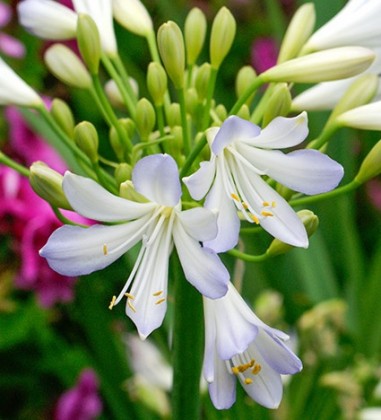 Agapanthus 'Silver Baby'
