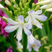 agapanthus silver baby (23/12/2016) Agapanthus 'Silver Baby' added by Shoot)