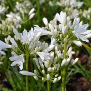  (23/09/2020) Agapanthus 'Sylvia' added by Shoot)
