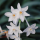 Narcissus papyraceus (Paper-white daffodil) Added by Nicola