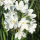 Narcissus papyraceus (Paper-white daffodil) Added by Nicola
