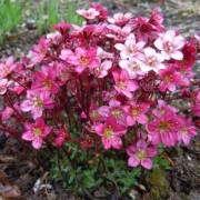  (27/04/2021) Saxifraga 'Saxony Red' (x arendsii) added by Shoot)
