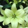 Lilium (any Oriental variety)