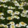 Leucanthemum vulgare 'Maikonigin'  (27/04/2017) Leucanthemum vulgare 'Maikonigin' added by Shoot)