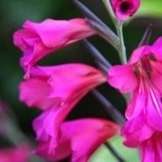 Gladiolus italicus (22/04/2016)  added by Shoot)