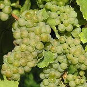 Vitis vinifera 'Chasselas de Fontainebleau'