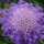  (27/08/2017) Scabiosa columbaria 'Blue Note' added by Shoot)