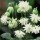 Aquilegia vulgaris var. stellata (28/04/2016) Aquilegia vulgaris var. stellata added by Shoot)