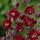 Aquilegia vulgaris stellata 'Ruby Port' Added by Pam Creed