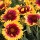  (25/08/2017) Gaillardia x grandiflora 'Sunset Snappy' (Sunset Dwarf Series) added by Shoot)