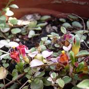 Fuchsia procumbens 'Variegata'