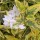  (24/07/2016) Solanum laxum 'Album Variegatum' added by Shoot)