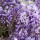 Wisteria sinensis 'Amethyst' (Chinese wisteria 'Amethyst') (05/04/2017) Wisteria sinensis 'Amethyst' added by Shoot)