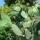  (01/07/2021) Opuntia ficus-indica added by Shoot)