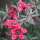 Leptospermum scoparium 'Red Damask' (Tea tree 'Red Damask') Added by Nicola