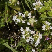 Thymus polytrichus subsp. britannicus 'Thomas's White' (26/04/2016)  added by Shoot)