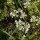 Thymus polytrichus subsp. britannicus 'Thomas's White' (26/04/2016)  added by Shoot)